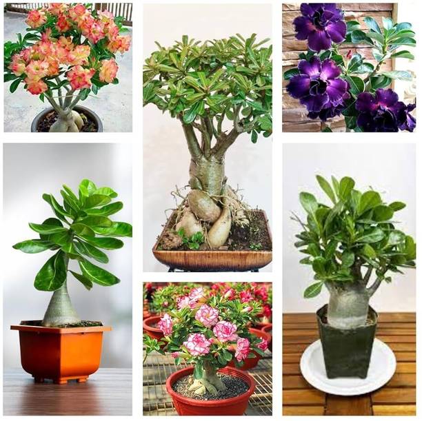 GreenHavenn Adenium Plant