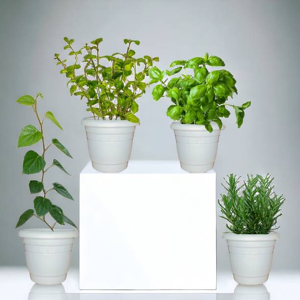 Agridise Mint Plant, Basil Plant, Rosemary Plant, Betel Leaf Plant
