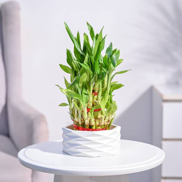 UGAOO Three Layer Bamboo Plant