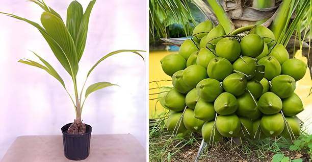 Green view Coconut Plant