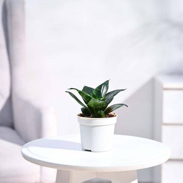 UGAOO Snake Plant, Sansevieria Plant