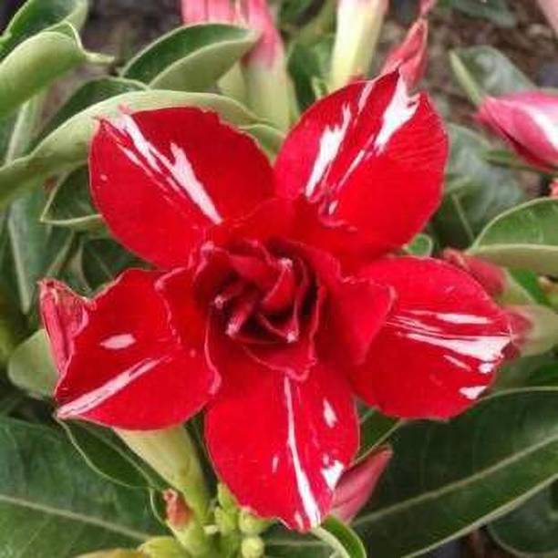 GREENCITY Adenium Plant
