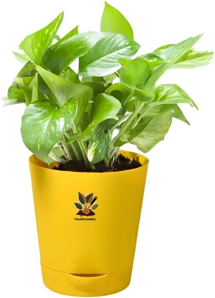 Paudhaawala Money Plant