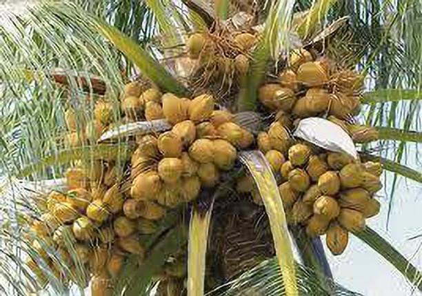 new modern nursary Coconut Plant