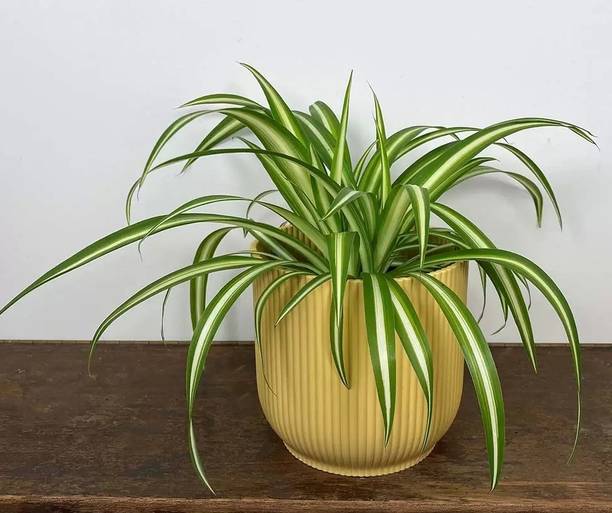 ABEFARIYA Spider Plant