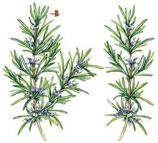 Cloud Farm Rosemary Herb Plant