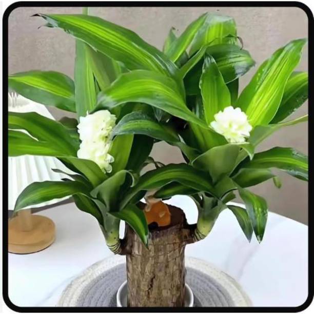 Cloud Farm Mini Brazalian wood