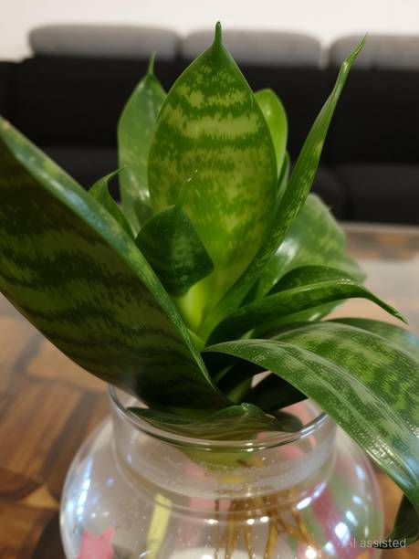 PrezzieBush Snake Plant