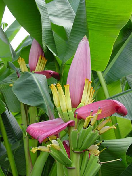 AS Plantation Banana Plant