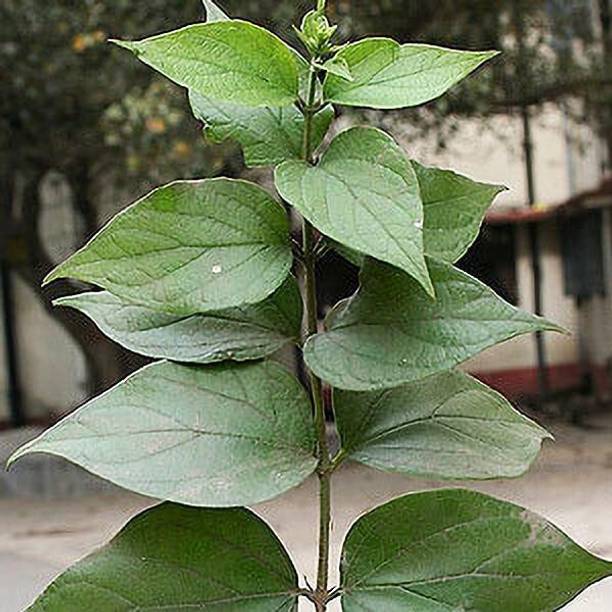 FELCHARIES Parijat/Harsingar Plant