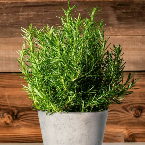 Aestheticplant Rosemary Herb Plant