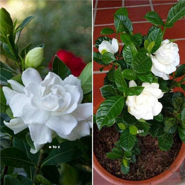 AMBRUZZ Jasmine Plant
