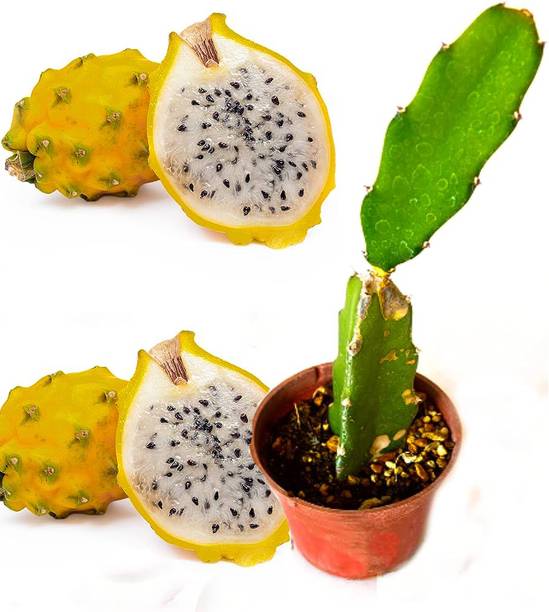 OrganicEarth Dragon Bubble Plant, Dragon Tree, Draffe Plant