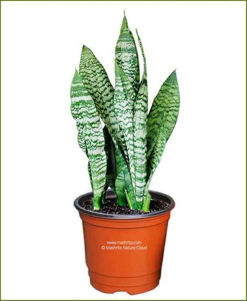 SAIQUALES Snake Plant
