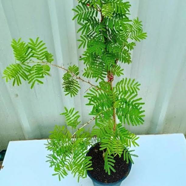 Global Mart Plant Shami/Jand Plant