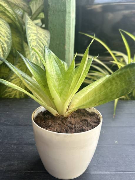 Riseandreach Snake Plant