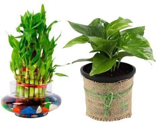 JESAA GREENS Money Plant, Bamboo Palm Plant