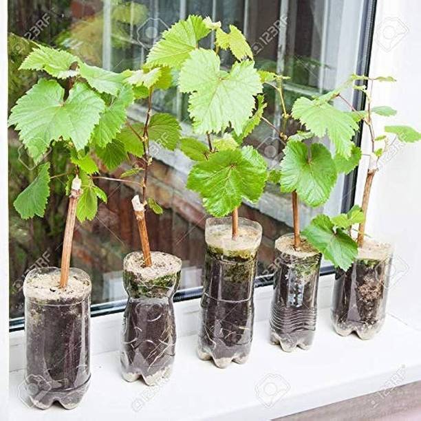 EDEN OF EARTH Grapes Plant