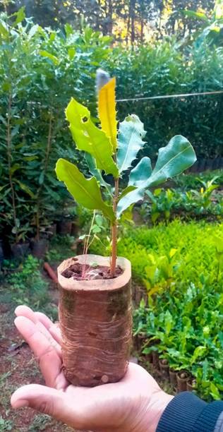 GREENSEE Peanut Plant