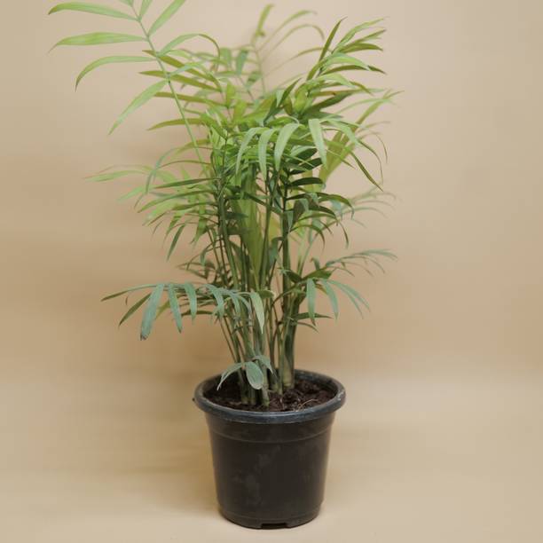 Cloud Farm Two Layer Bamboo Plant