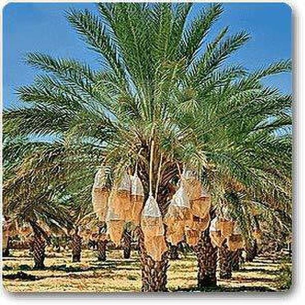 SBGARDEN Coconut Plant