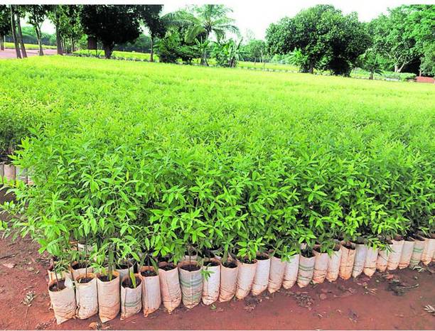 Gardeners Choice White Sandalwood Plant