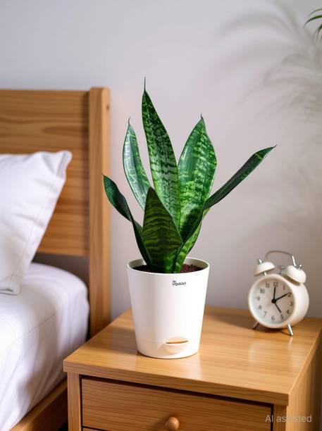 UGAOO Snake Plant, Snake Plant, Sansevieria Plant