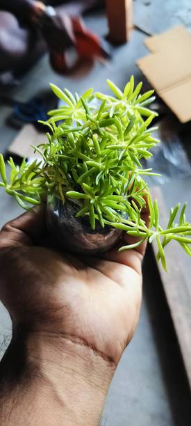 Jayanti global Rosemary Herb Plant