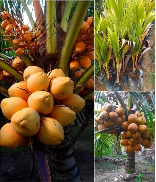 Green view Coconut Plant