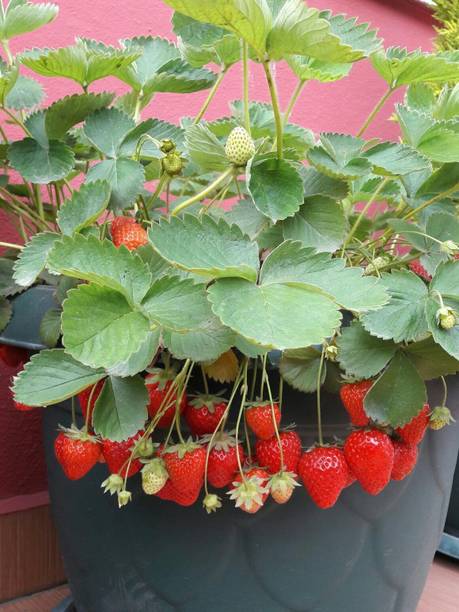 KrishnaNursery Strawberry Plant