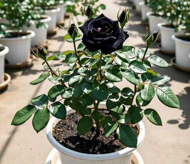 Nandininursari Rose Plant