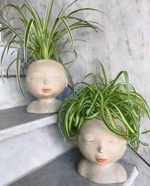 Adrita Spider Plant