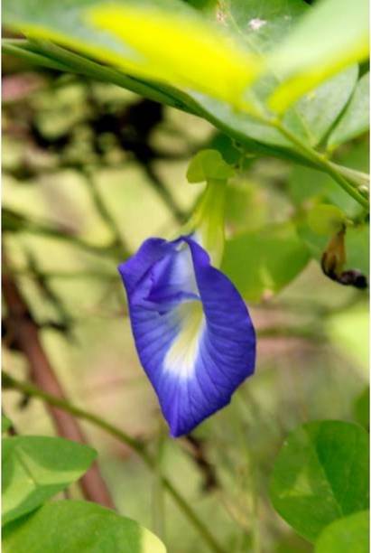 EROANVIA Aparajita/ Butterfly Pea Plant