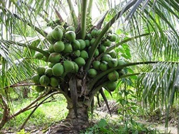 PB EVERGREEN Coconut Plant