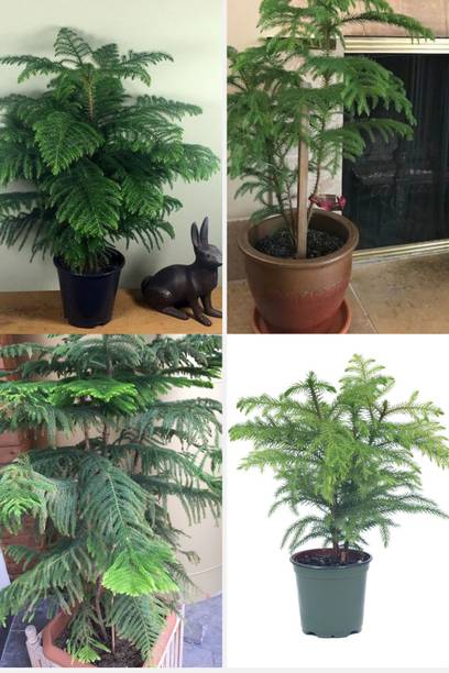 BREEZY BLOOMS Christmas Tree Plant