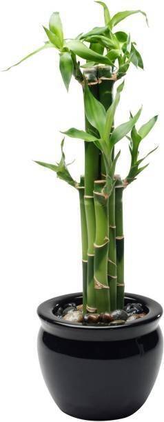 BloomShadow Lucky Bamboo Plant