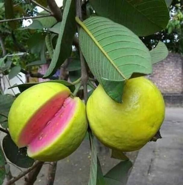 Cloud Farm Guava Plant