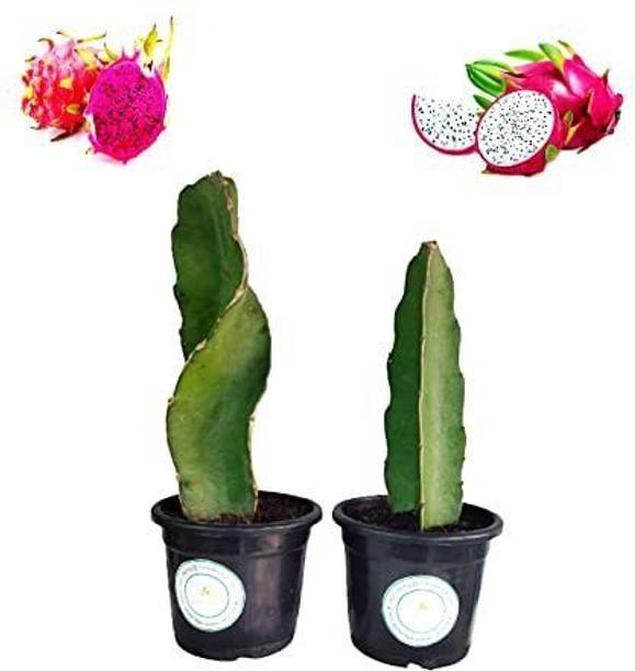 AFARTIOBINA Dragon Tree