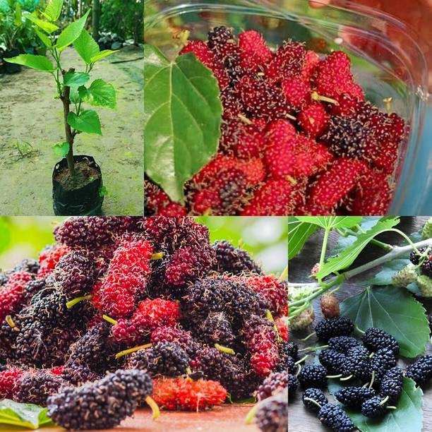 Cloud Farm Shahtoot/Mulberry Plant