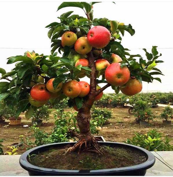 LaughEarth Apple Plant