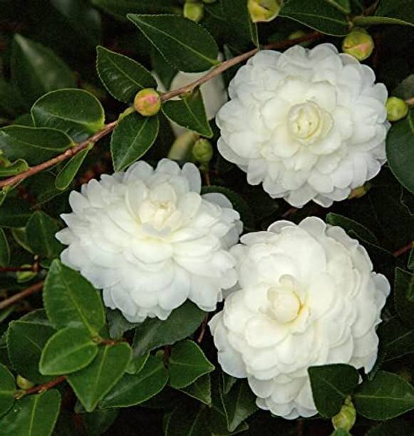 Greencrest Rose Plant