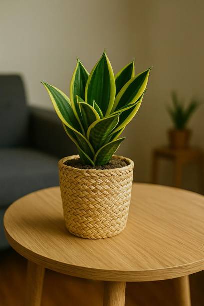 PlantStation Snake Plant