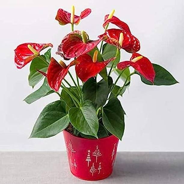 LifeShowMe Anthurium Plant