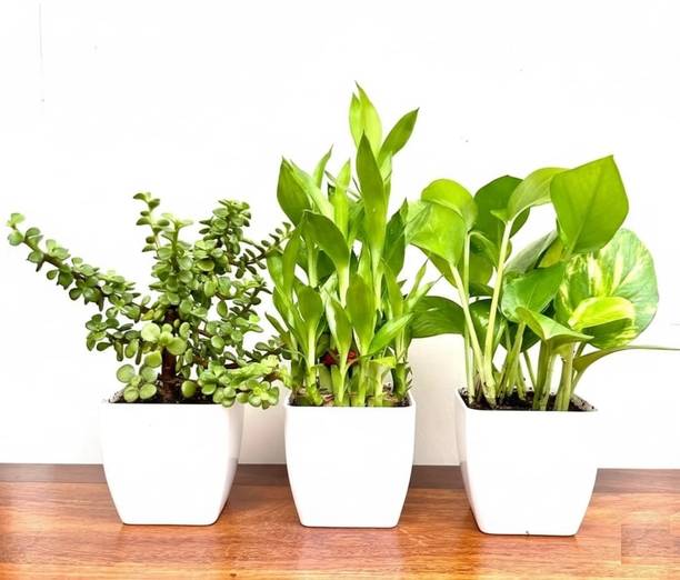 Gabbro Money Plant, Jade Plant, Two Layer Bamboo Plant
