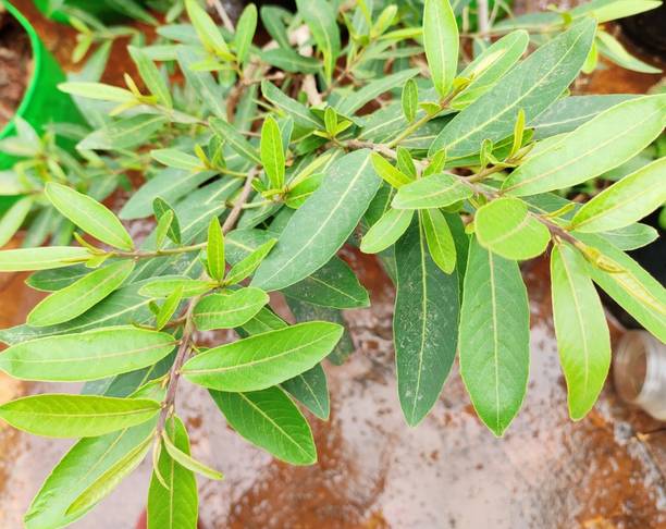 PratshyaPlant ZZ Plant