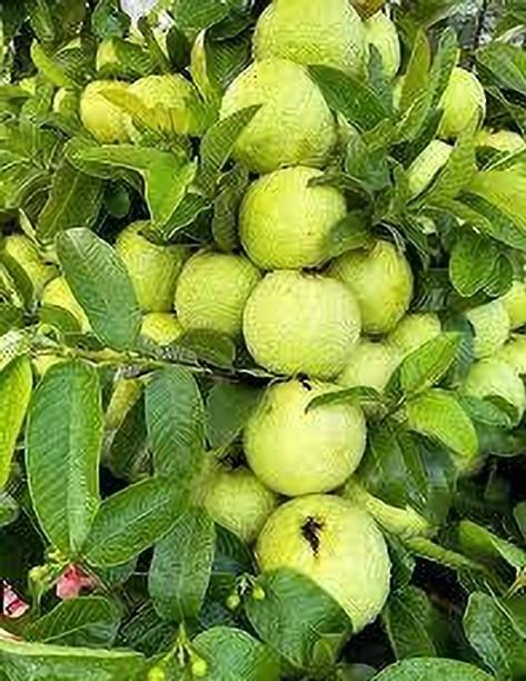 Cloud Farm Guava Plant