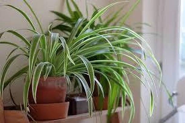 Adrita Spider Plant