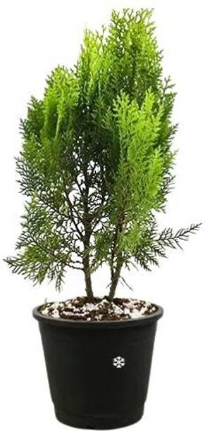 Sree Hari Green Earth Platycladus/Morpankhi Plant