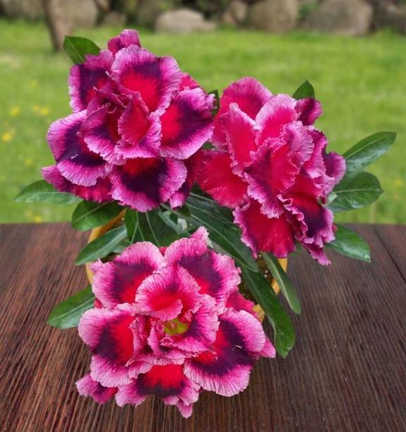 SAIQUALES Adenium Plant