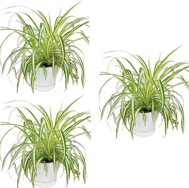 Aclipastal Spider Plant